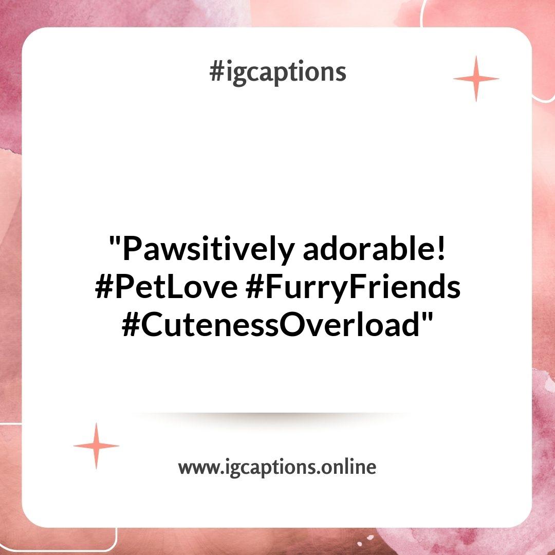 Playful Instagram Captions Ideas for Pet Lovers and Animal Enthusiasts Playful Instagram Captions Ideas for Pet Lovers and Animal Enthusiasts