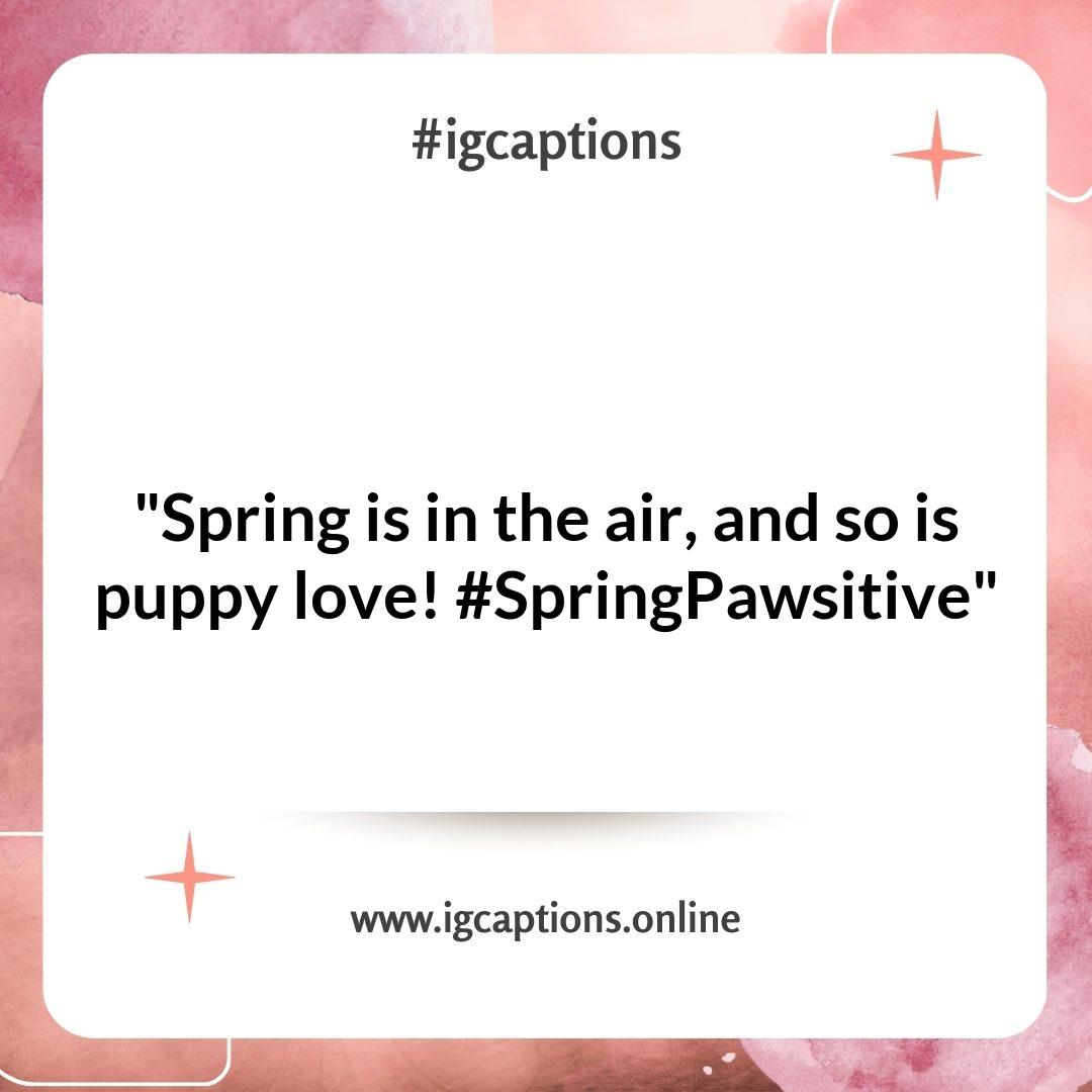 Cute Spring Instagram Captions for Your Pet's Springtime Shenanigans Cute Spring Instagram Captions for Your Pet's Springtime Shenanigans